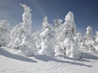 横手山の樹氷